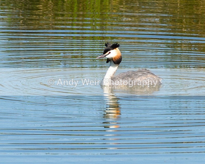 20110702-IMG_6083 - Gt. Crested & Little Grebes