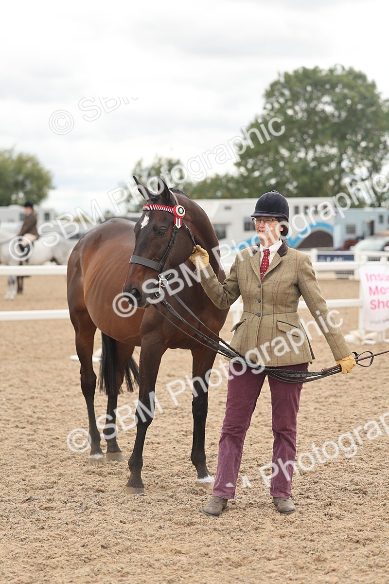 SBM_17095 - Class 313 - IH Retired Racehorse