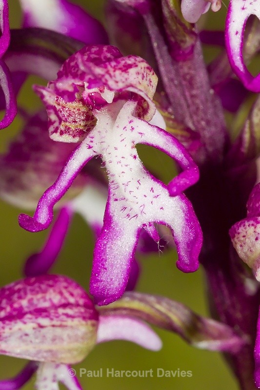  - Orchids - Orchis