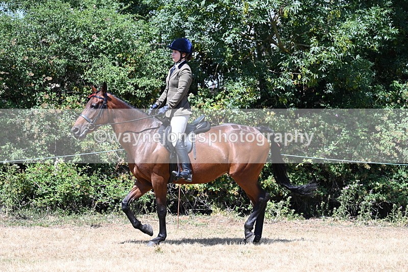 WJ7_2767 - Class 7 Riding Club Show Horse
