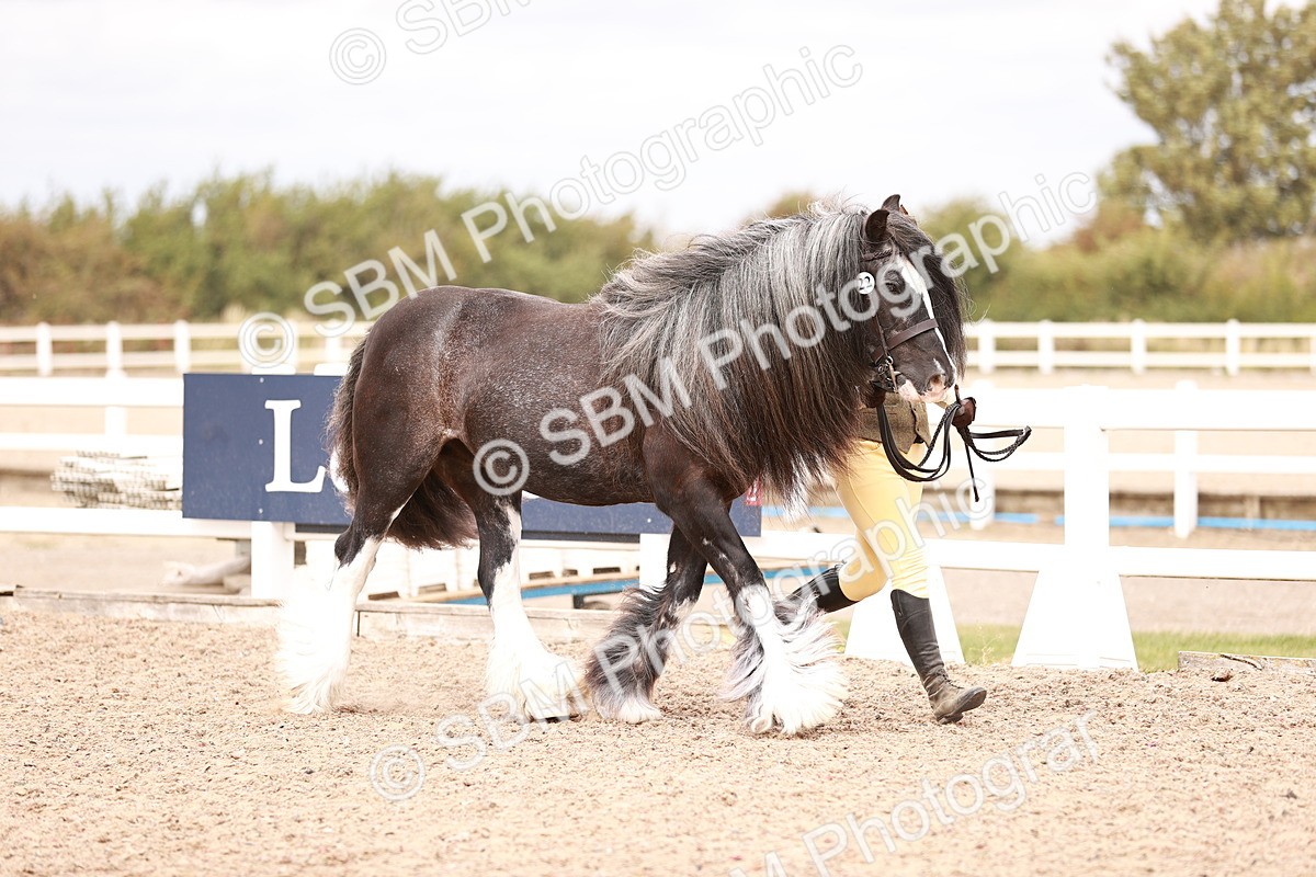 SBM_16292 - Class 413 - Best Condition - Adult