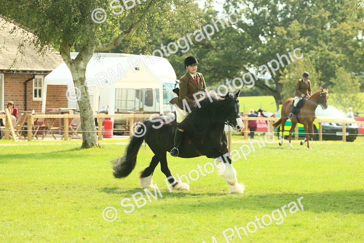 SBM_66631 - S34 - Rehabilitated Rescue Horse & Pony In Hand & Ridden