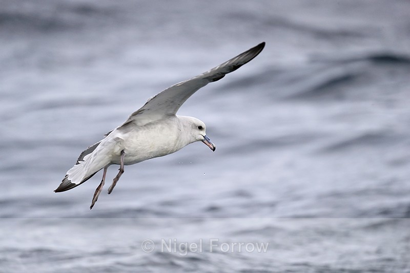 Southern Fulmar landing at sea, South Africa - Southern Fulmar