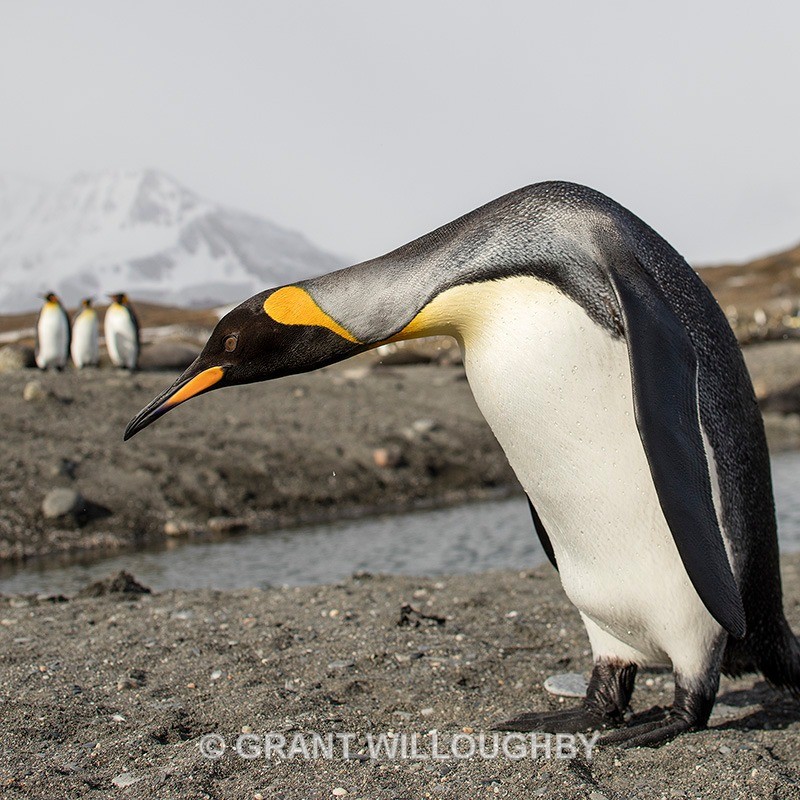 you talking to me! - Antartica