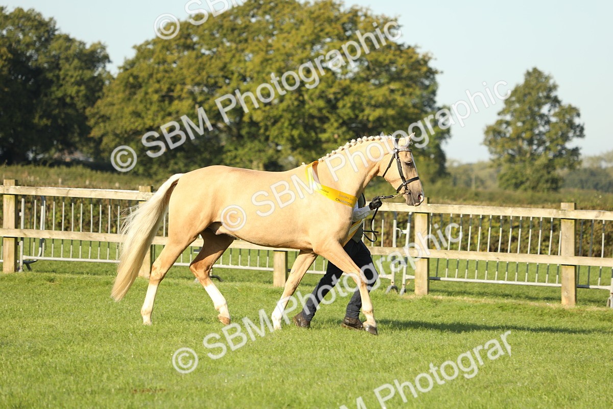 SBM_57996 - S42 - Youngstock