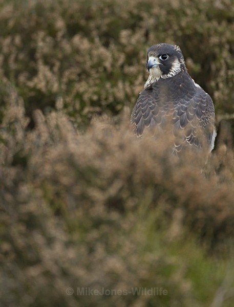 PEREGRINE FALCON - FAVOURITES WILDLIFE GALLERY. Selected images from the wildlife collections.