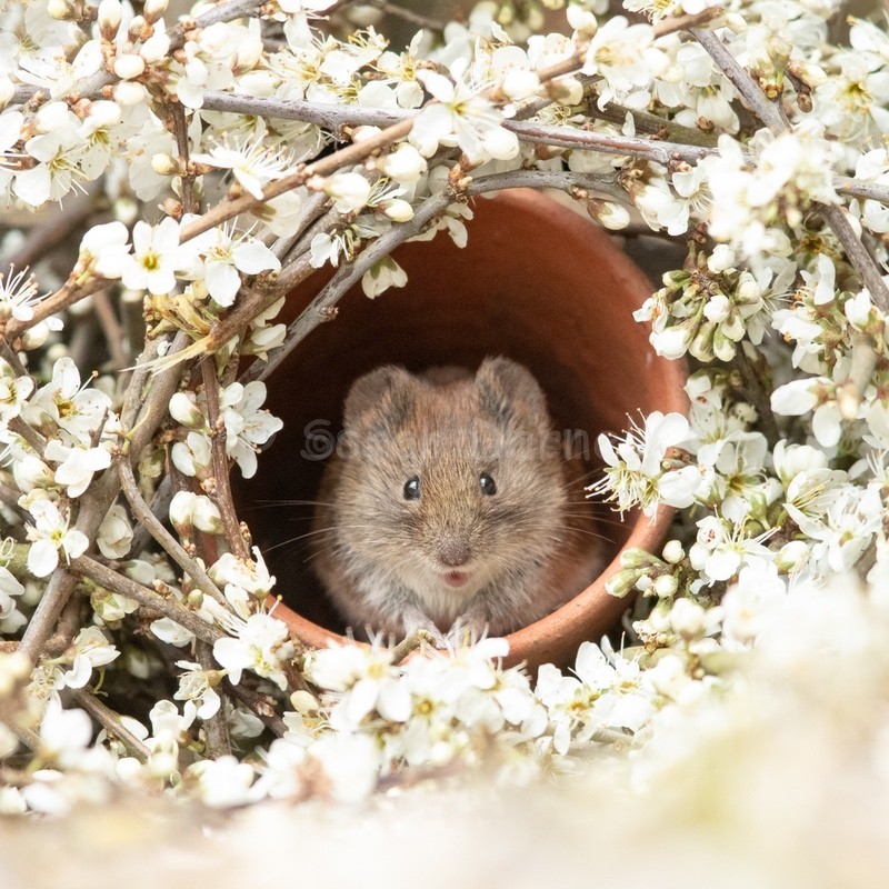 Vernon in Blossom SD2527 - Greeting Cards