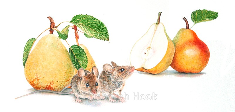 A pear of still life. - British Wildlife