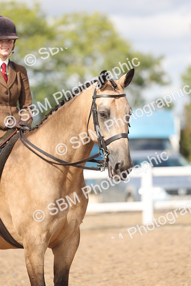 SBM_14782 - Class 308 - Ridden Coloured Horse