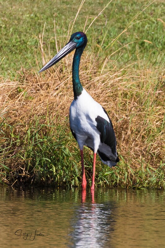 Jabiru male 1. 0A3A5738 - Jabiru