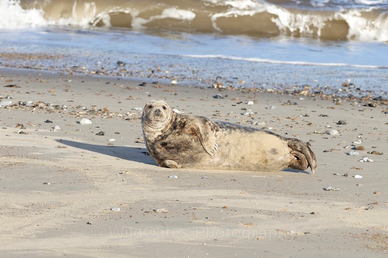 2014-03-17-04-38-54 NIKON D810 300mm f5 1-3200 iso400 - Mammals, Reptiles, Domestic Animals