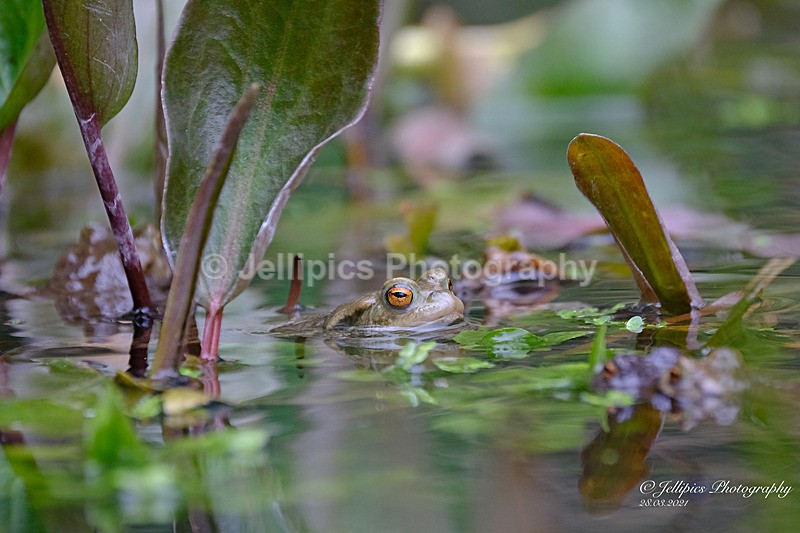  - Wildlife and Nature