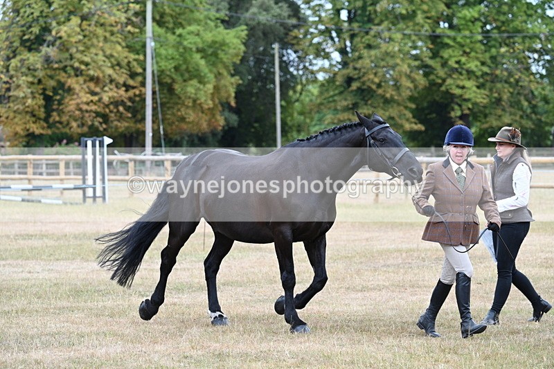 WJ7_0031 - Class 5a Most Handsome Gelding (above 14.2hh)