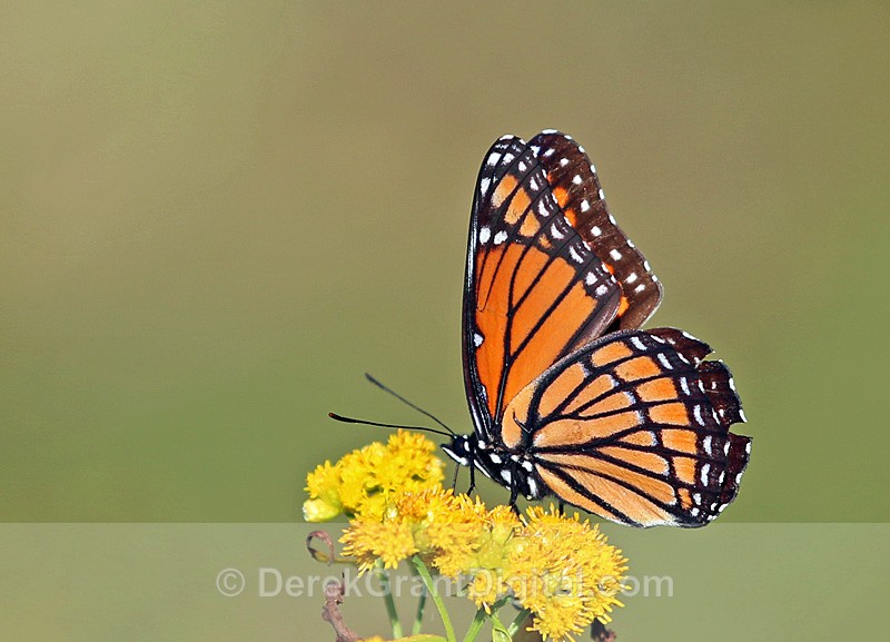 Viceroy Butterfly - Butterflies & Moths of Atlantic Canada