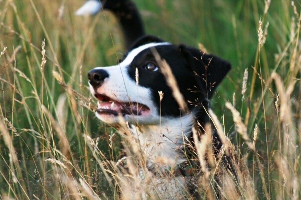 36 In the Hay Field - SASHA