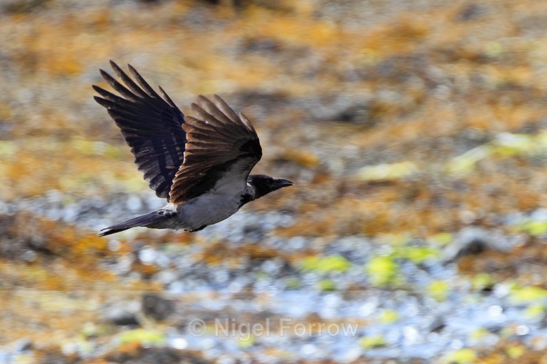 Hooded Crow in flight over seaweed on Mull - Hooded Crow