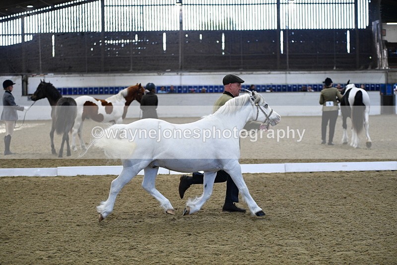 WJ5_3655 - Class 5 In Hand Veterans