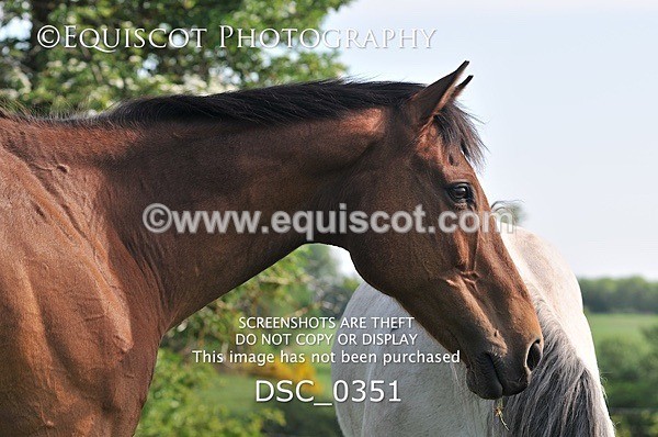 DSC_0351 - ARCHIVE REQUEST - Quincy and Guinness