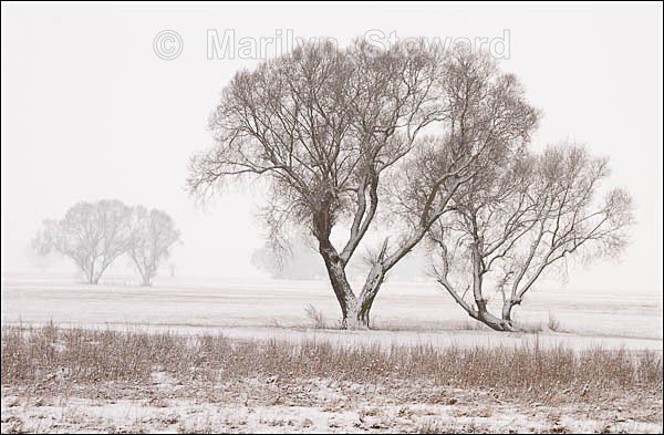Snow along the River Elbe #2 - Prague to Berlin along the Elbe river