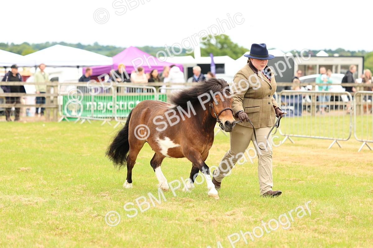 SBM_04383 - Class 64-67 - Shetland Pony In Hand
