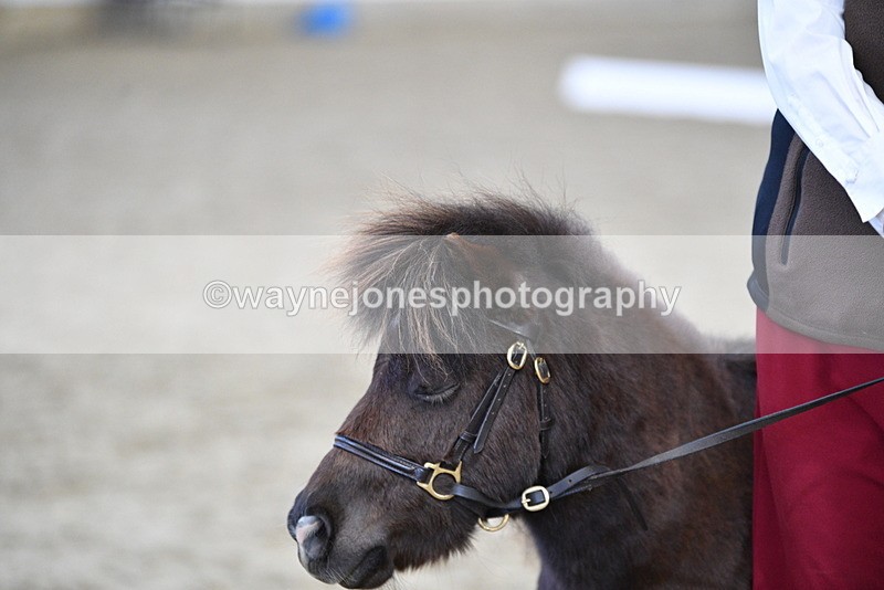 WJ5_5326 - Class 4 In hand M&M - small breeds