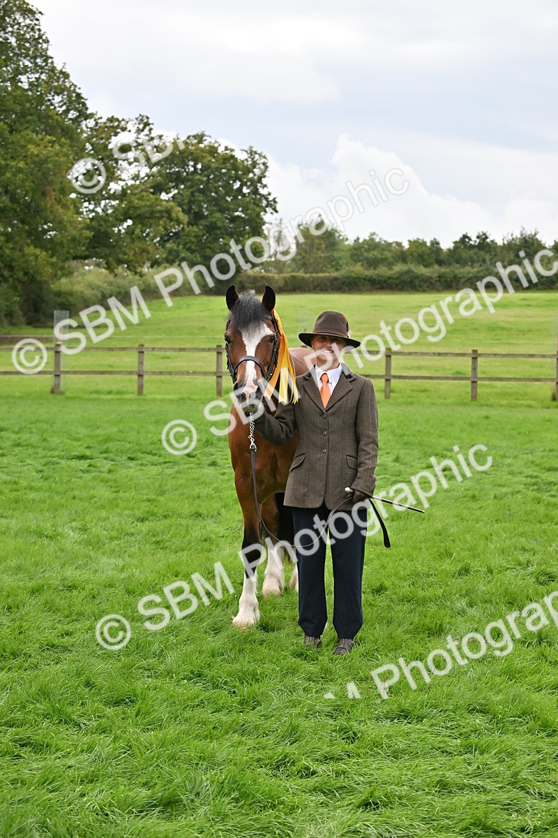 SBM_63326 - S49 - Mountain & Moorland In Hand Large Breeds