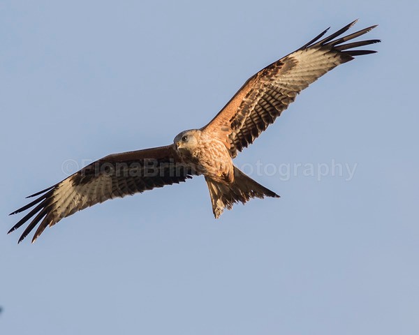 argaty jan -115 - Birds of Prey