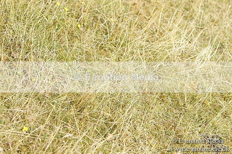 _BS_0516 - BVRC Show 2018 Ring 3