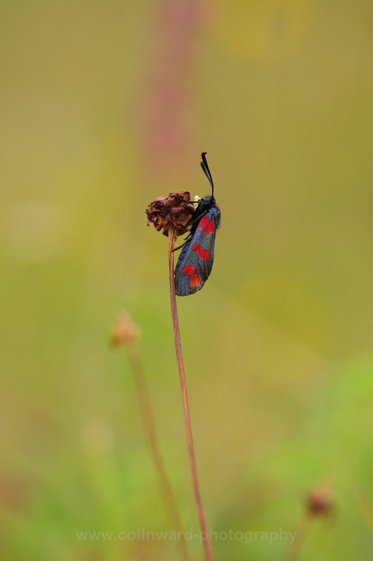 Burnet Moth.   ref 1228 - macro and nature.