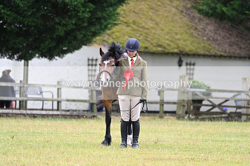 WJ7_6406 - Class 4a Prettiest Mare over 14hh