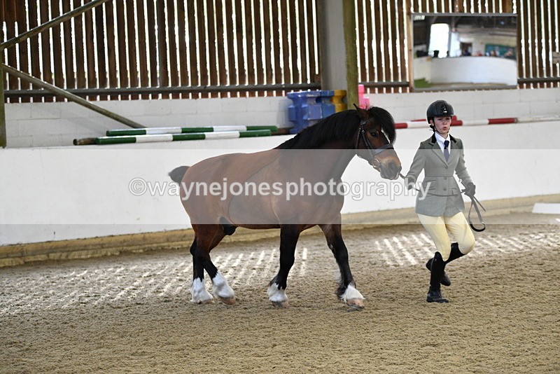 WJ5_4278 - Class 6 In hand M&M - Large Breeds