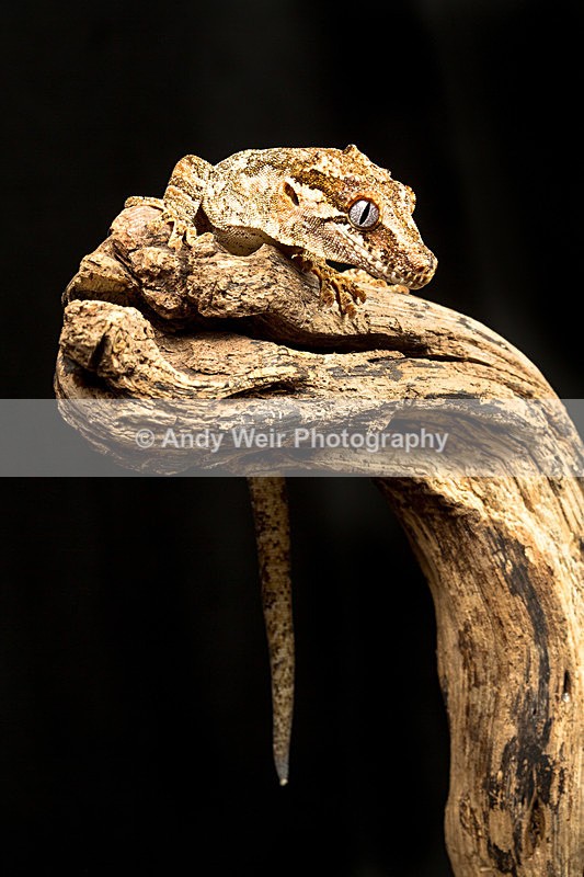 20140120-3K8A8274 - Lizards