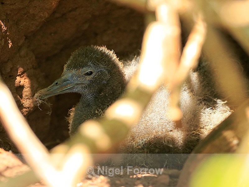 Wedge-tailed Shearwater chick, Kilauea Point, Kauai - Wedge-tailed Shearwater