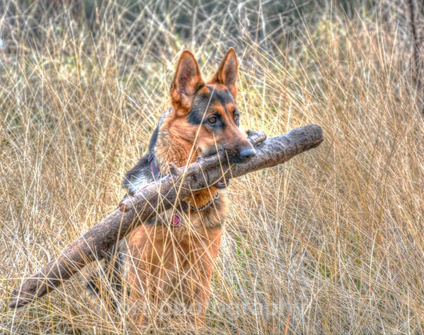 Tess - Dogs