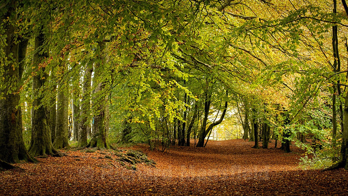  - Autumn