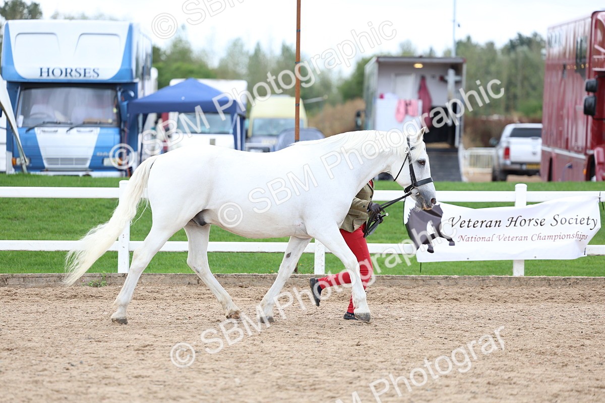 SBM_05121 - Class 27 - IH Competition Horse or Pony