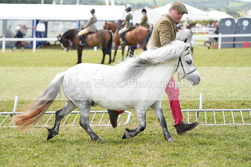 DSC05937 - NPS M&M In Hand Championship