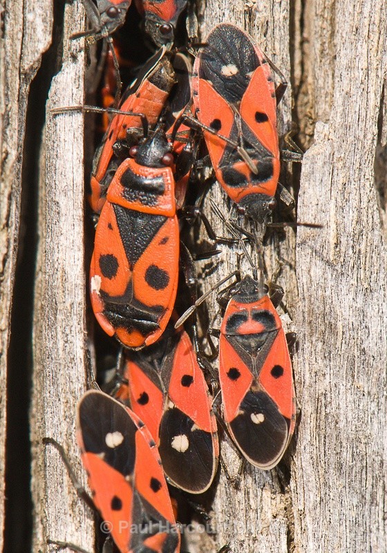  - Bugs: Macro insects