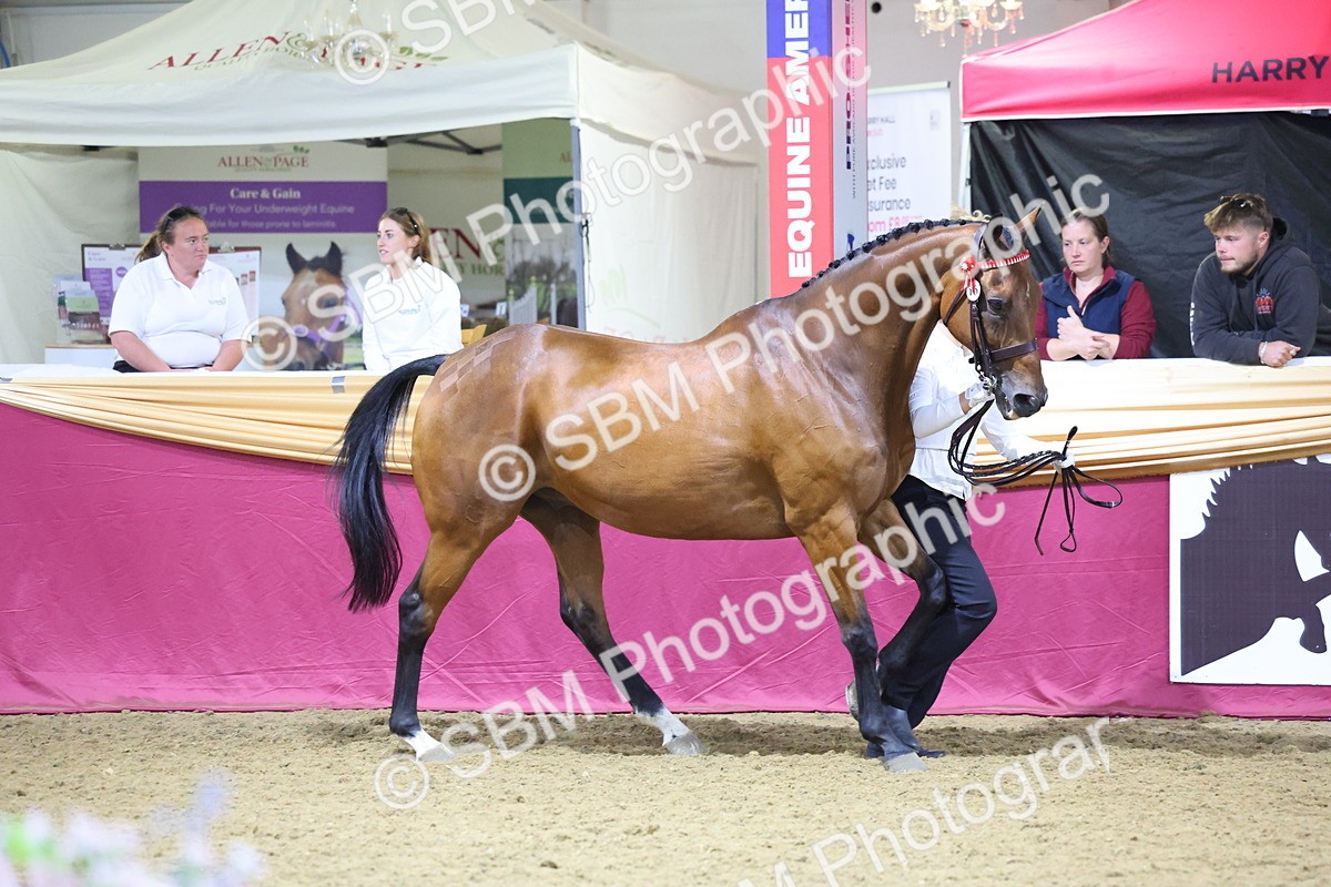 0B8A4546 - Class P Veteran Champ