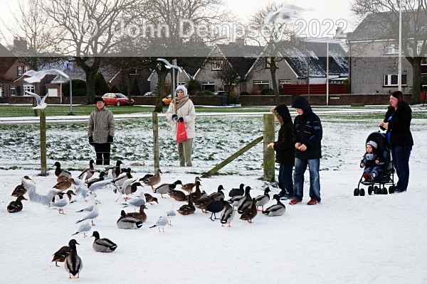 The Ducks Cant Wait - The Curlie