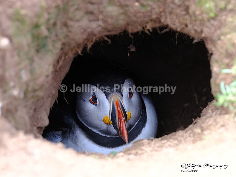  - Wildlife and Nature