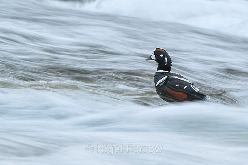 Harlequin Duck (drake), River Laxa, Iceland - Harlequin Duck