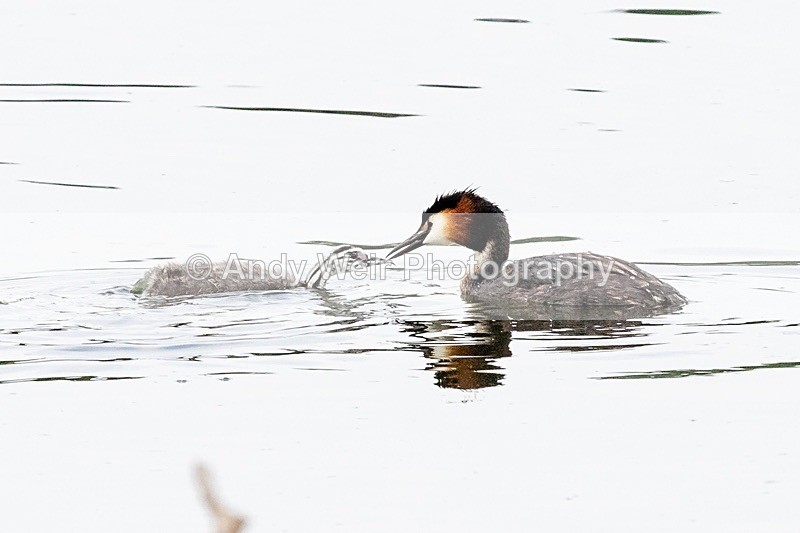 20180608-Woolston8E0A9411 - Gt. Crested & Little Grebes
