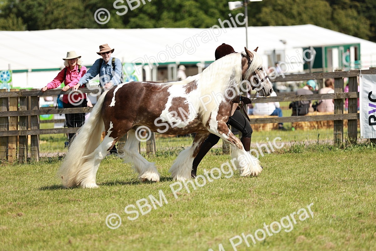 SBM_08781 - Class 63-65 - Traditional Gypsy Cobs In Hand & Ridden