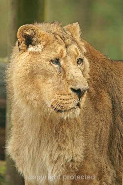 Asiatic Lion - Old male lion (Cotswold Wildlife Park) - Asiatic Lions