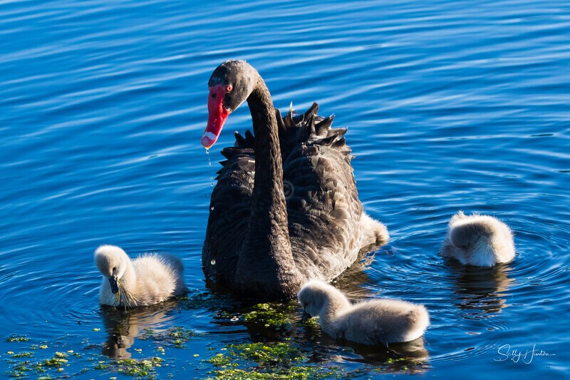 12 Mothers Love 0A3A6397 - Black Swans and cygnets