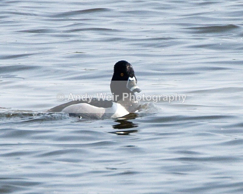 20110422-IMG_4584-152 - Ring-necked Duck