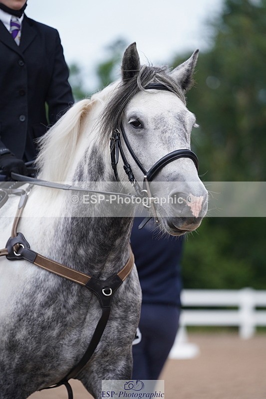 240809A-101148-00463 - Dressage Competition