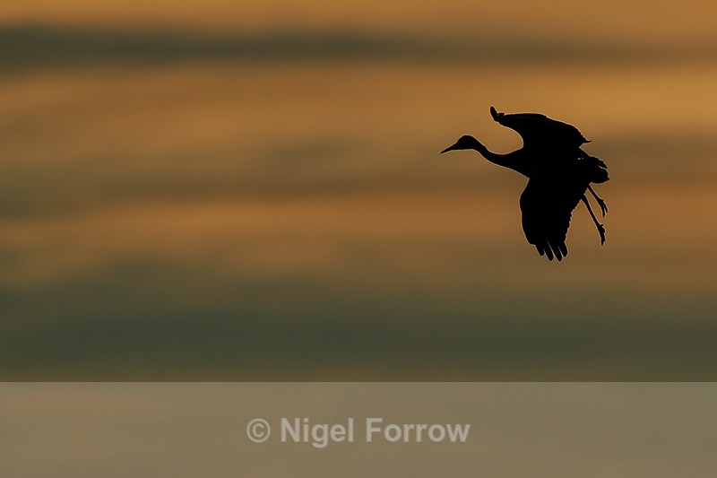 Silhouette of Sandhill Crane gliding, Bosque del Apache, New Mexico - Sandhill Crane