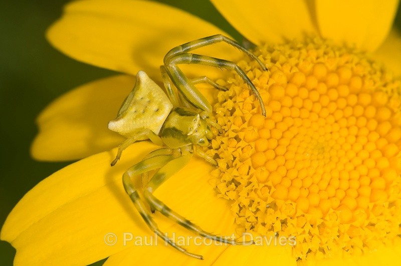  - Bugs: Spiders